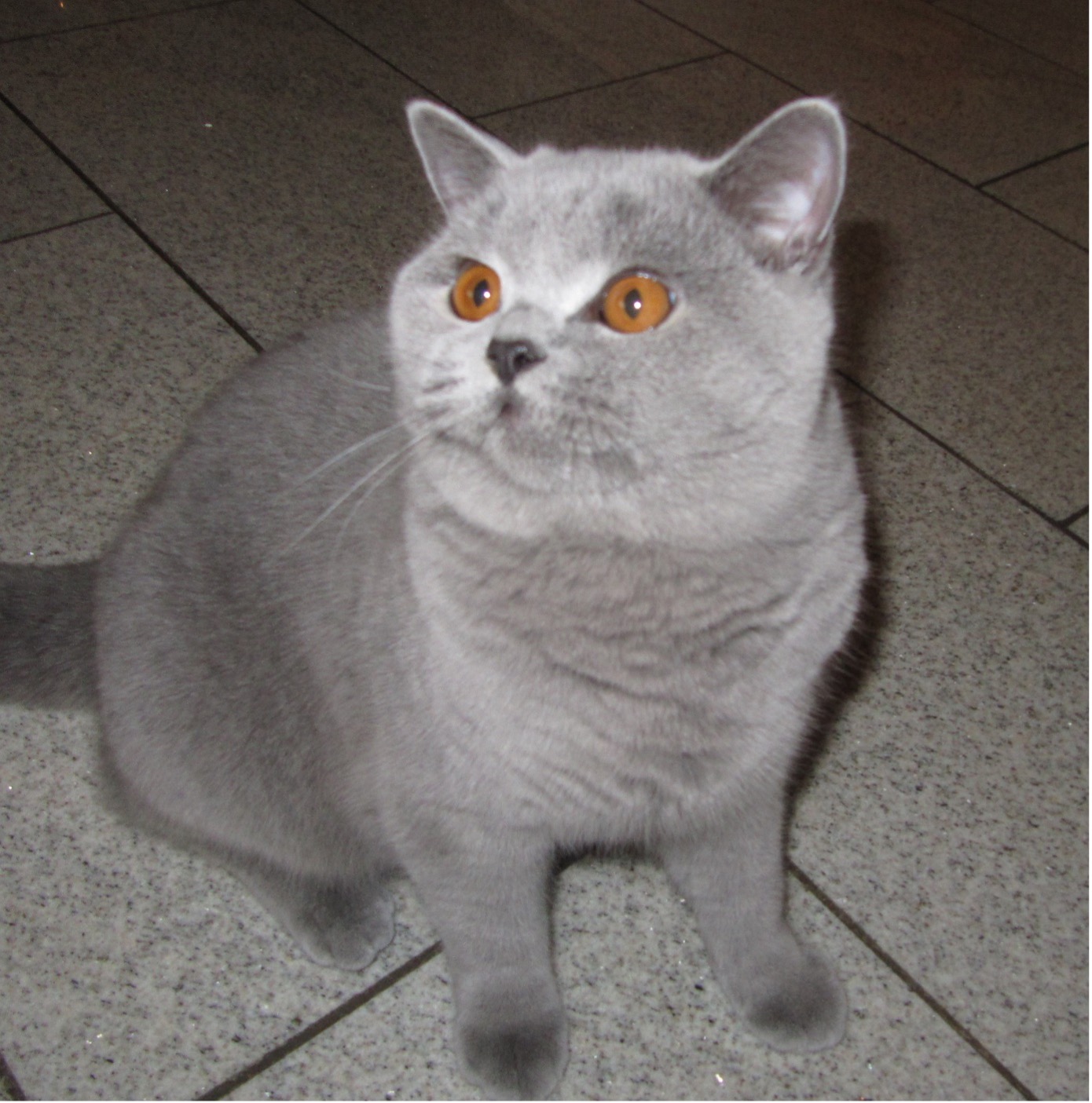 BKH Kartäuser Kater Liroy BKH Kartäuser Kater Liroy